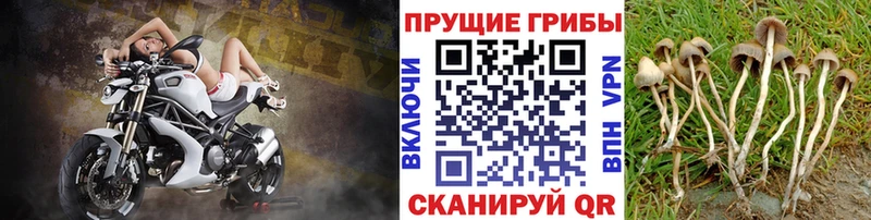 Псилоцибиновые грибы Cubensis наркотики Пыталово